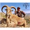 Image 1 : 3.5 day 4 night west Texas free Range Aoudad hunt for 2 hunters in February or March of 2020 include