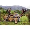 Image 2 : 4 day new zealand red stag hunt for stag up to 340