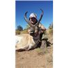 Image 1 : 3 day New Mexico private land antelope hunt