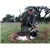 Image 2 : Hunt is valid for a fully guided Trophy Exotic Hunt for Two Hunters for $4,000 credit towards Four T