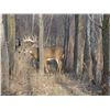 Image 1 : 3 day MN whitetail deer hunt for a buck up to 200 inches