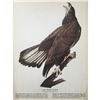 Image 2 : c1946 Audubon Print, #126 Bald Eagle