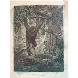 19thc Engraving, Jungle Gorilla Ape