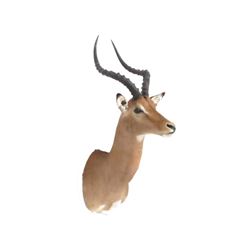 Impala Shoulder Trophy Mount. Height 39"