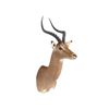 Image 1 : Impala Shoulder Trophy Mount. Height 39"