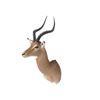 Image 2 : Impala Shoulder Trophy Mount. Height 39"