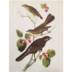 c1946 Audubon Print, #419 Thrush, Solitaire & Jay