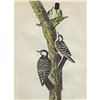 Image 1 : c1946 Audubon Print, #389 Red-Cockaded Woodpecker