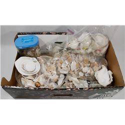SHELL COLLECTION