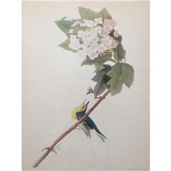 c1946 Audubon Print, #119 Yellow-Throated Vireo