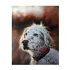 Image 1 : Shaggy Dog 24x30