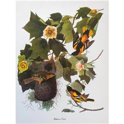 c1950 Audubon Print, Baltimore Oriole