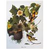 Image 1 : c1950 Audubon Print, Baltimore Oriole