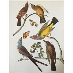 c1946 Audubon Print, #359 Three Tyrant Flycatchers