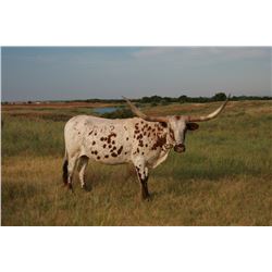 BL WHELMING SUGAR 502