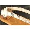 Image 2 : Walrus Tusk Mount with Scrimshaw