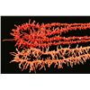 Image 2 : Lot of 2 Branch Coral Necklaces