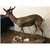 Image 2 : Springbok Full Body Taxidermy