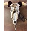 Image 9 : Painted Cow Skull