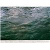 Image 2 : STILL WATER (THE RIVER THAMES, FOR EXAMPLE)