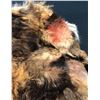 Image 4 : 31 (Rob Zombie 2016) - Rabbit Fur Coat and Christmas Lights Part of "Sick-Head's Nazi Shrine"
