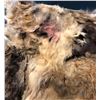 Image 5 : 31 (Rob Zombie 2016) - Rabbit Fur Coat and Christmas Lights Part of "Sick-Head's Nazi Shrine"