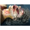 Image 4 : Original FX Horror Head from Unknown Movie or TV Show - Lot C