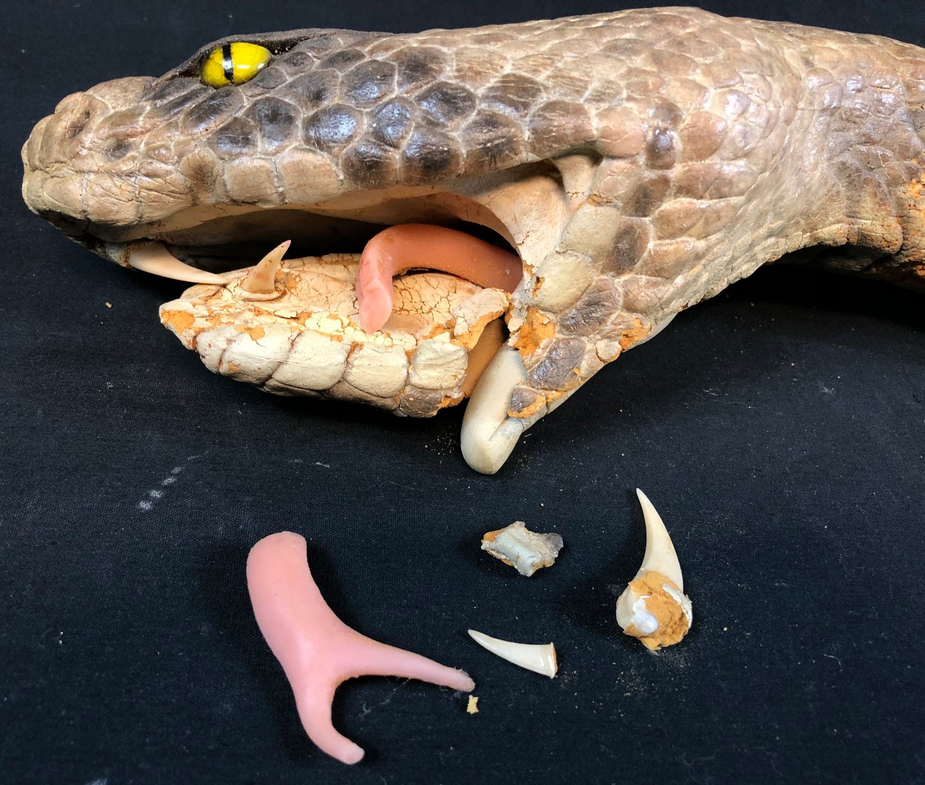 Anaconda 1997 Special Effects Anaconda Snake