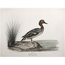 Jerome Trollier, Winter Teal, Poster