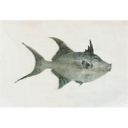 SMALLER, SINGULAR FISH (BALISTES VETULA)