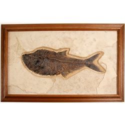 Green River Fish Fossil  (57839)