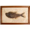 Image 1 : Green River Fish Fossil  (57839)