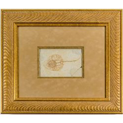 Baby Stingray Fossil  (43852)