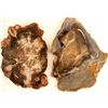 Image 1 : Polished Petrified Wood Slabs (2)  (87367)