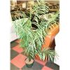 Image 1 : 6FT PARLOR PALM ARTIFICIAL PLANT