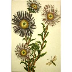 A GROUP OF SEVEN ASSORTED BOTANICAL PRINTS