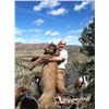 Image 1 : 5-day Colorado Mountain Lion Hunt and Taxidermy for One Hunter and One Observer