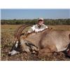 Image 1 : 7-day Zambia Sable, Roan and Hartebeest for One Hunter and One Observer