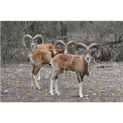 4-day Texas Trans-Caspian Urial Ram Hunt for One Hunter and One Observer