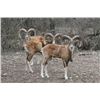 Image 1 : 4-day Texas Trans-Caspian Urial Ram Hunt for One Hunter and One Observer