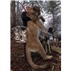 Image 1 : Needle Rock Outfitters Colorado Mountain Lion Hunt