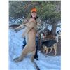 Image 2 : Needle Rock Outfitters Colorado Mountain Lion Hunt