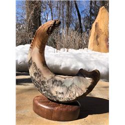 One of a kind Dall sheep horn scrimshaw art on wooden base.