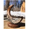 Image 1 : One of a kind Dall sheep horn scrimshaw art on wooden base.