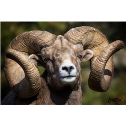 World Record Ram framed print Giclee on Canvas