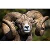 Image 1 : World Record Ram framed print Giclee on Canvas