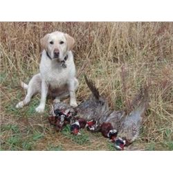 Upland Bird Hunt for 4 Hunters at Rocky Mountain Roosters