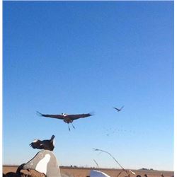 Sand Hill Crane Hunt in Texas 1 Day 4 Hunters