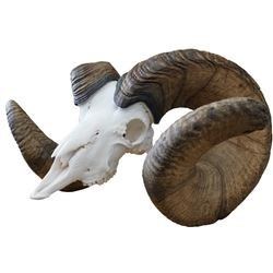 World Record Ram 216 3/8" B&C Replica