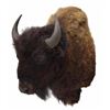 American Bison/buffalo Taxidermy Shoulder Mount